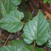 Ampelocissus indica (L.) Planch.